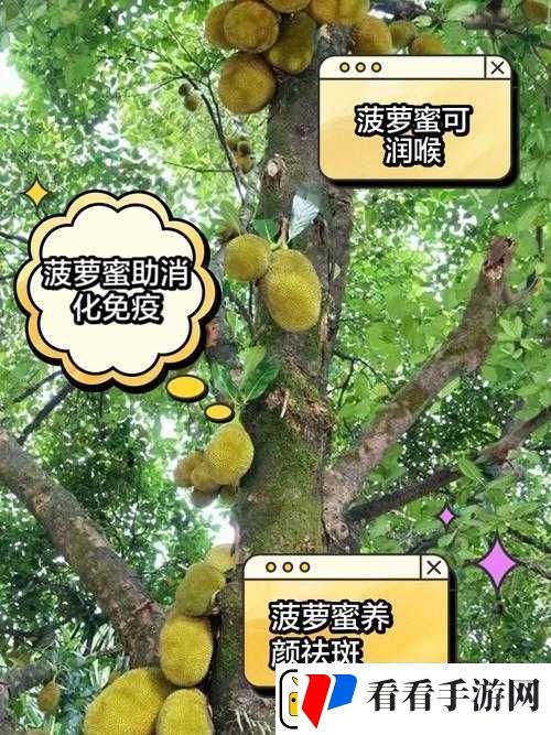 菠萝菠萝蜜高清视频之精彩内容详细解析与欣赏