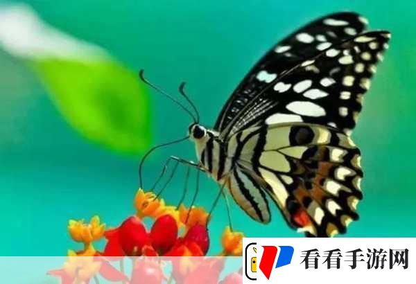 花蝴蝶看片