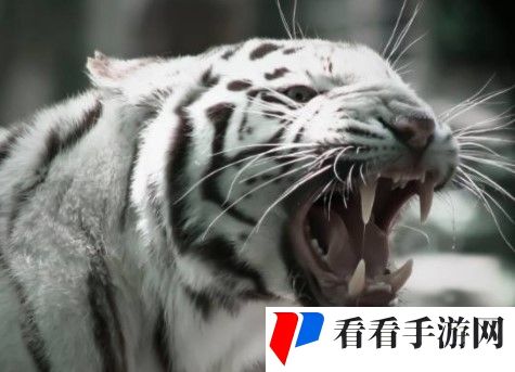 2021《微博》1月12日森林驿站每日一题答案