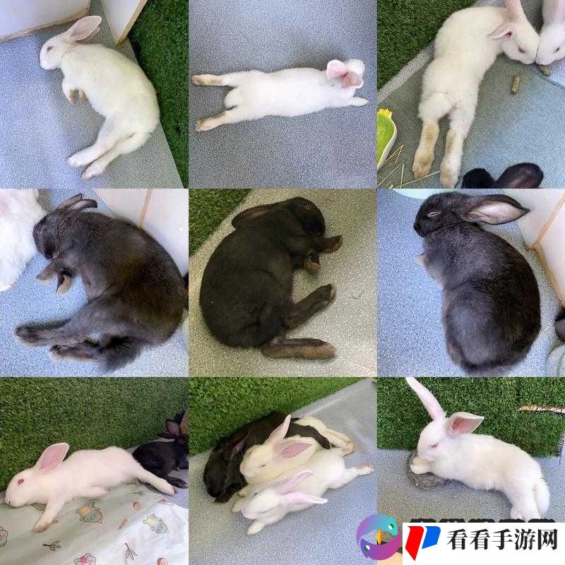 咬小兔兔是站着还是躺着：探讨姿势问题