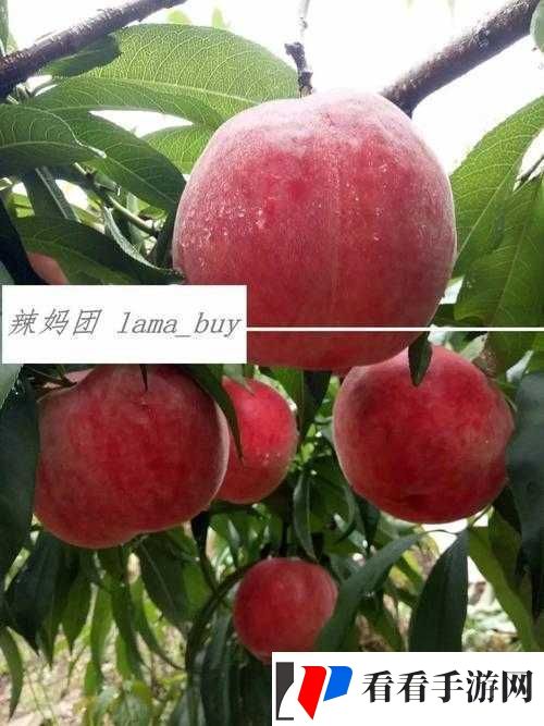 无人一区二区区别红桃内幕揭秘