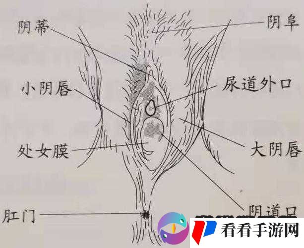 *沟——女性私密部位的奥秘