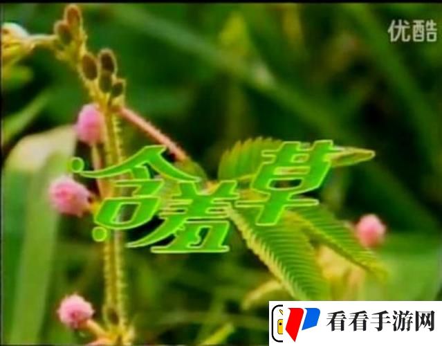 含羞草免费观看电视剧的背景故事