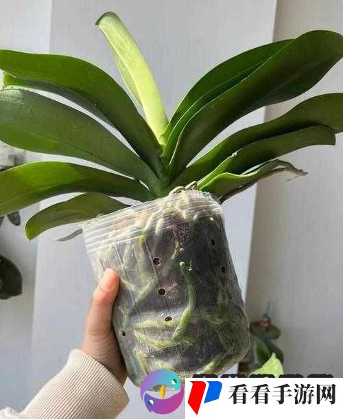 老女人** BBWW:禁忌的诱惑