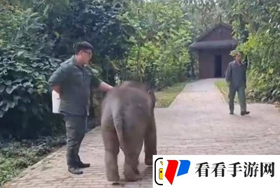 受伤小象被救后胖了200公斤