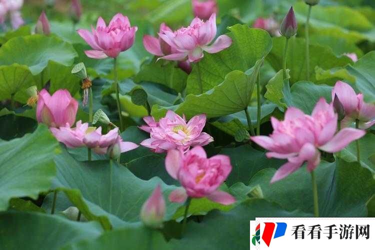 荷花资源网:优质内容汇聚地