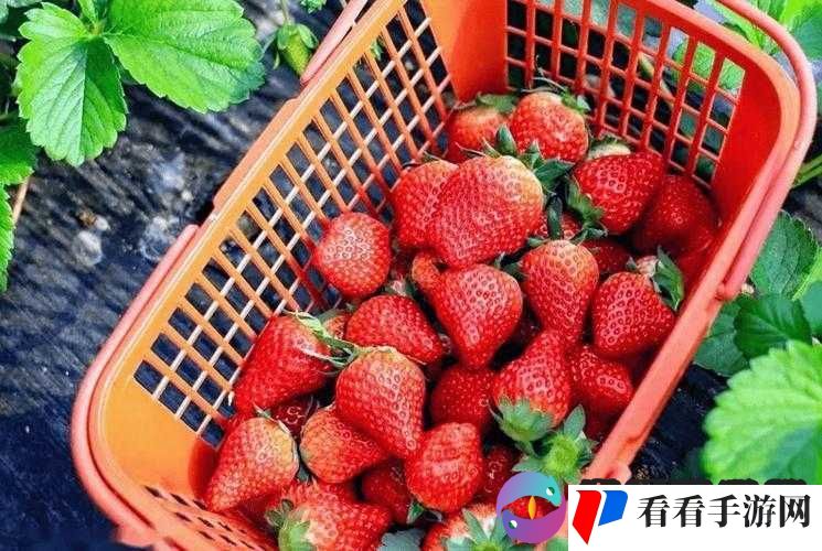 水莓 97:新鲜与独特的魅力展现