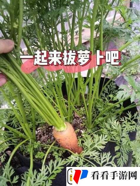 拔萝卜痛又降黄