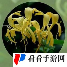 无法合拢的皇帝金银花