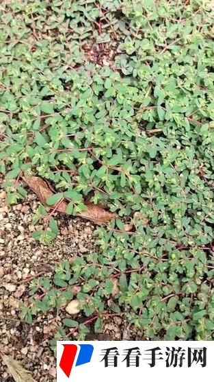 野草乱码一二三四区别