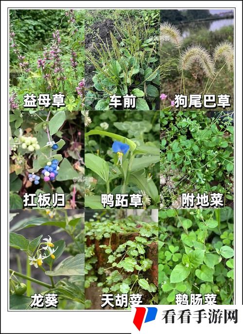野草乱码一二三四区别