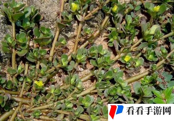 野草乱码一二三四区别