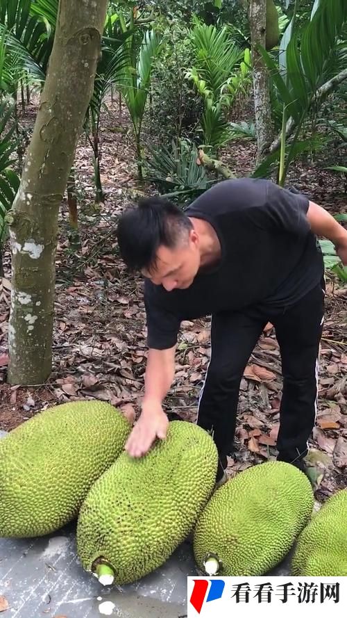 菠萝菠萝蜜免费播放视频