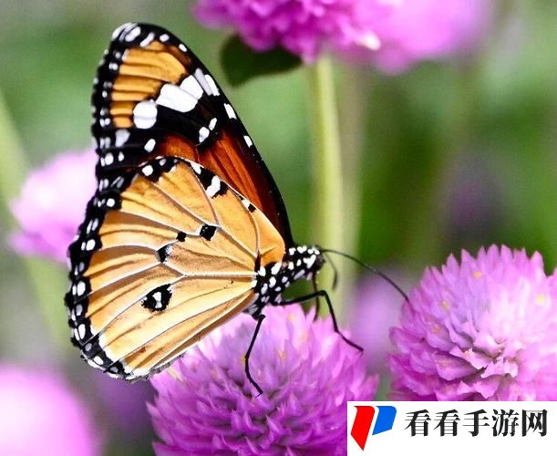 花蝴蝶免费看片大全
