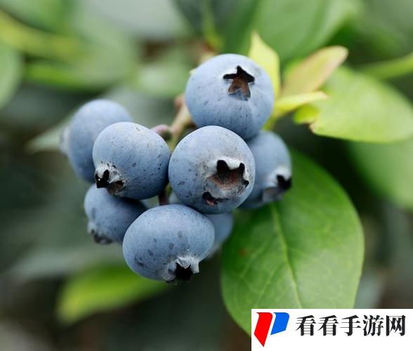 蓝莓视频
