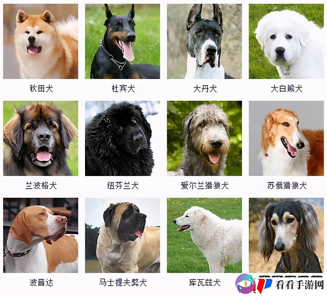 “十大犬种”科技新潮笑谈“汪星人”的AI盛宴