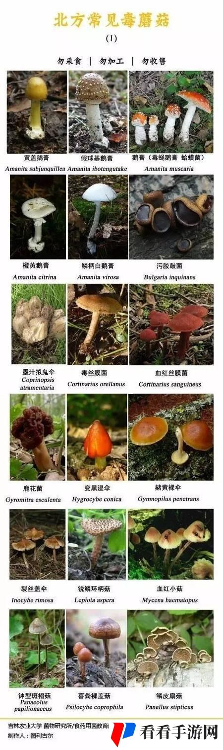 成人蘑菇平台