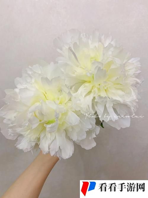 双阳插花芯