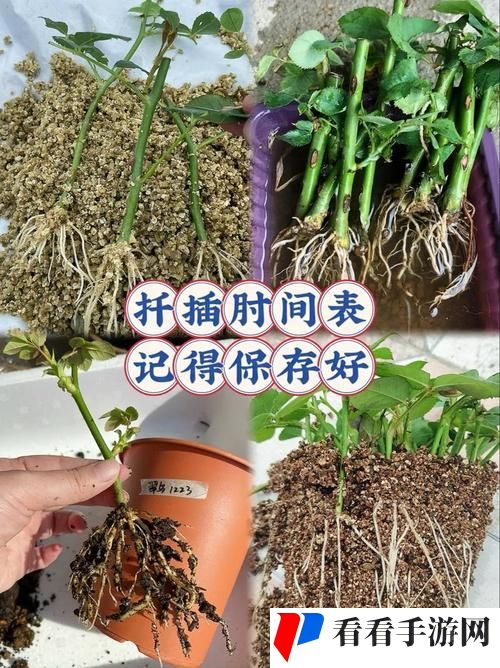 在床上的72种扦插方法