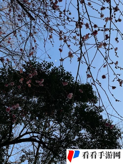 梅花开几度老张周梅