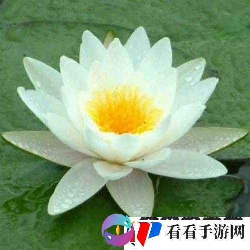 两瓣红莲今夜开一池碧水盼君浴