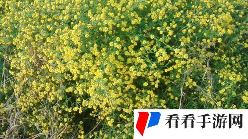 国产做受入口竹菊奇妙体验