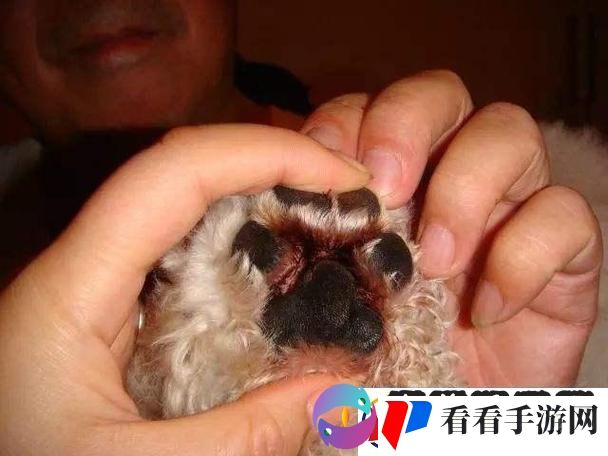狗玩意儿硬烫臭三板斧