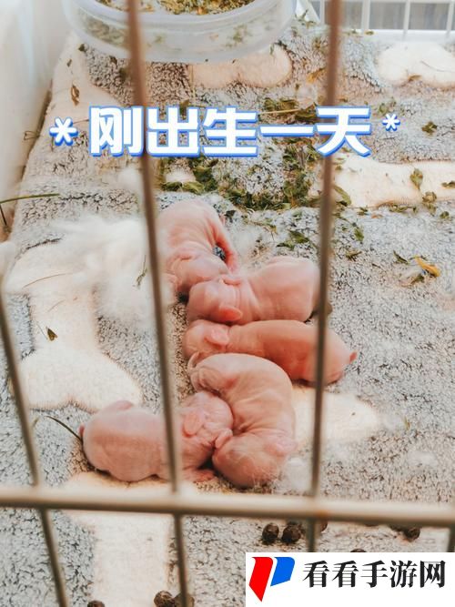 英语课代表主动让我吃他的小兔兔高清