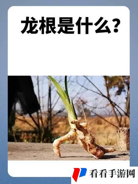 用龙根养大的公主姜宜珠姜封