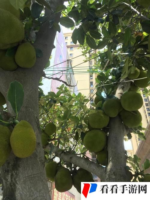 菠萝菠萝蜜免费视频
