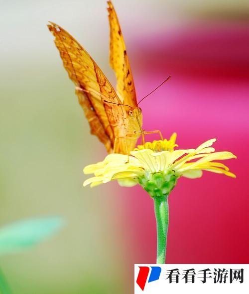 花蝴蝶免费看片大全