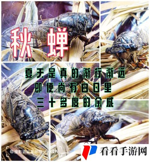 歪歪斜斜秋蝉之谜