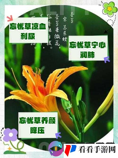 香蕉久久丫精品忘忧草：美味与健康的完美结合