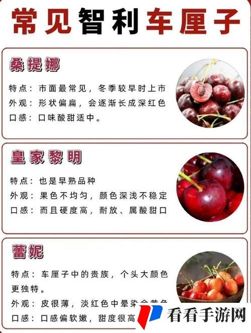 樱桃入口网址