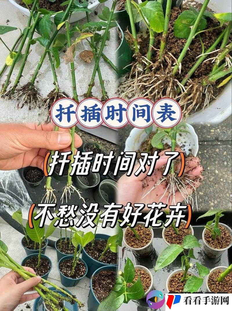 在床上的 72 种扦插方法:探索植物繁殖的多样途径