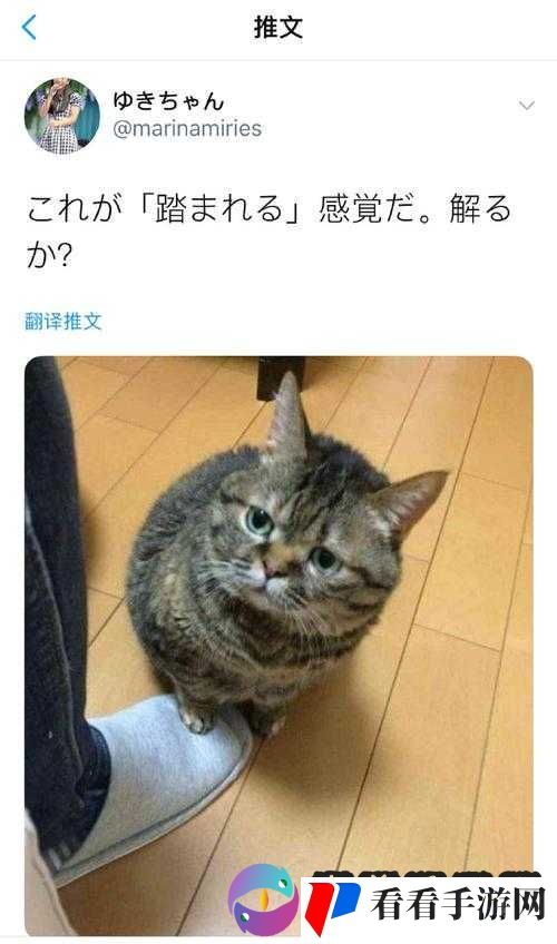 ねこふんじゃった踩到猫儿:震惊这只猫竟然对主人做出这样的事