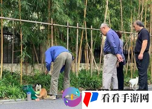 公园里的老年镖客视频大全:各种精彩瞬间与趣味故事集结