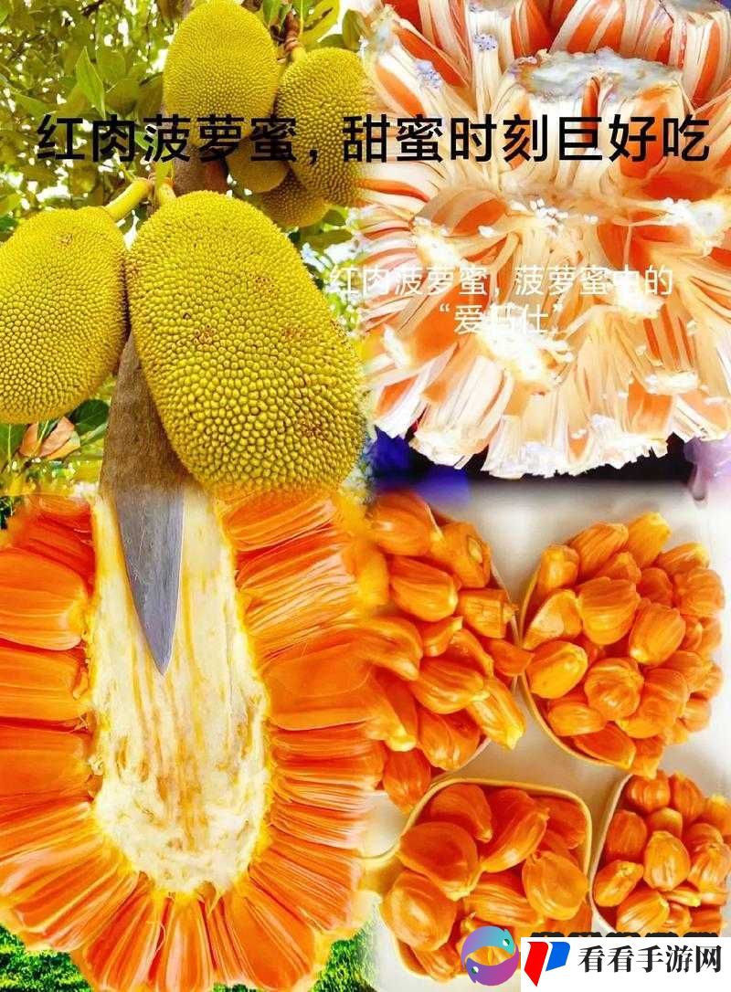 菠萝菠萝蜜免费高清视频:带你领略精彩视觉盛宴