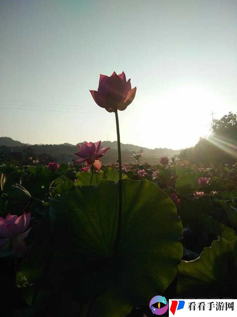 女人 50 岁半夜莲花还开吗:探寻生命与自然的奇妙交织