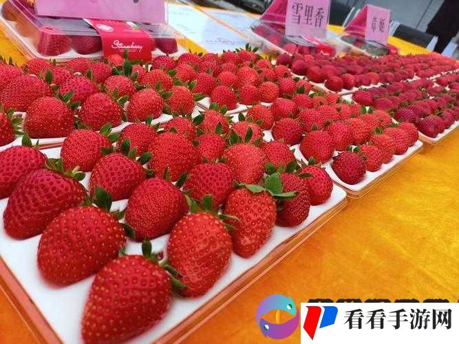 密草莓免费视频 18 禁精彩内容大揭秘