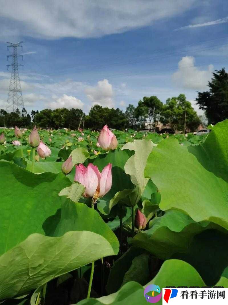 春动莲房:那一抹灵动于春日的别样景致