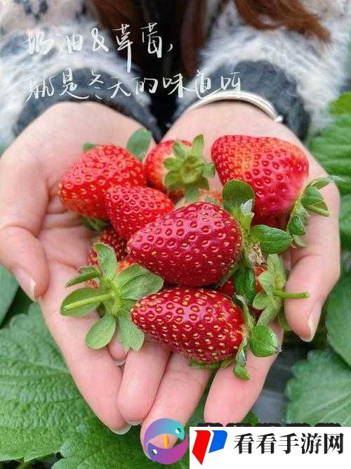 草莓视频在线观看全集:带你领略精彩视频世界