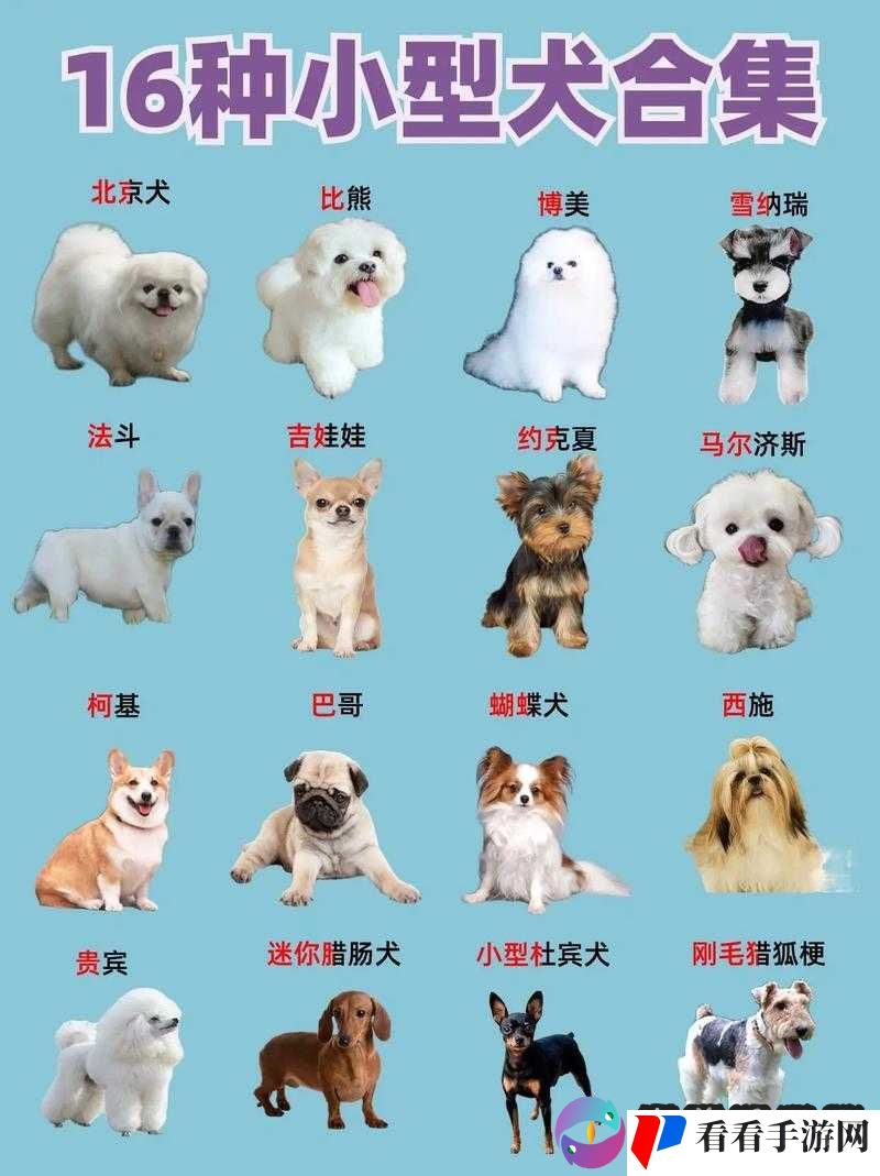 哪种狗最适合女人自己用:不同品种狗狗特点分析及选择建议