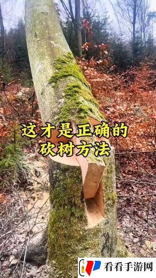 晚安森林伐木指南