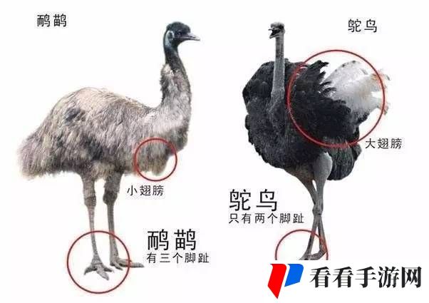 扌桑辶畐和畐畲的区别