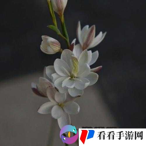 女人半夜莲花开是什么意思:探索女性生理现象之谜