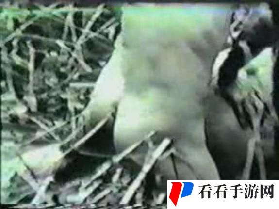 人与畜禽CORPORATION外网