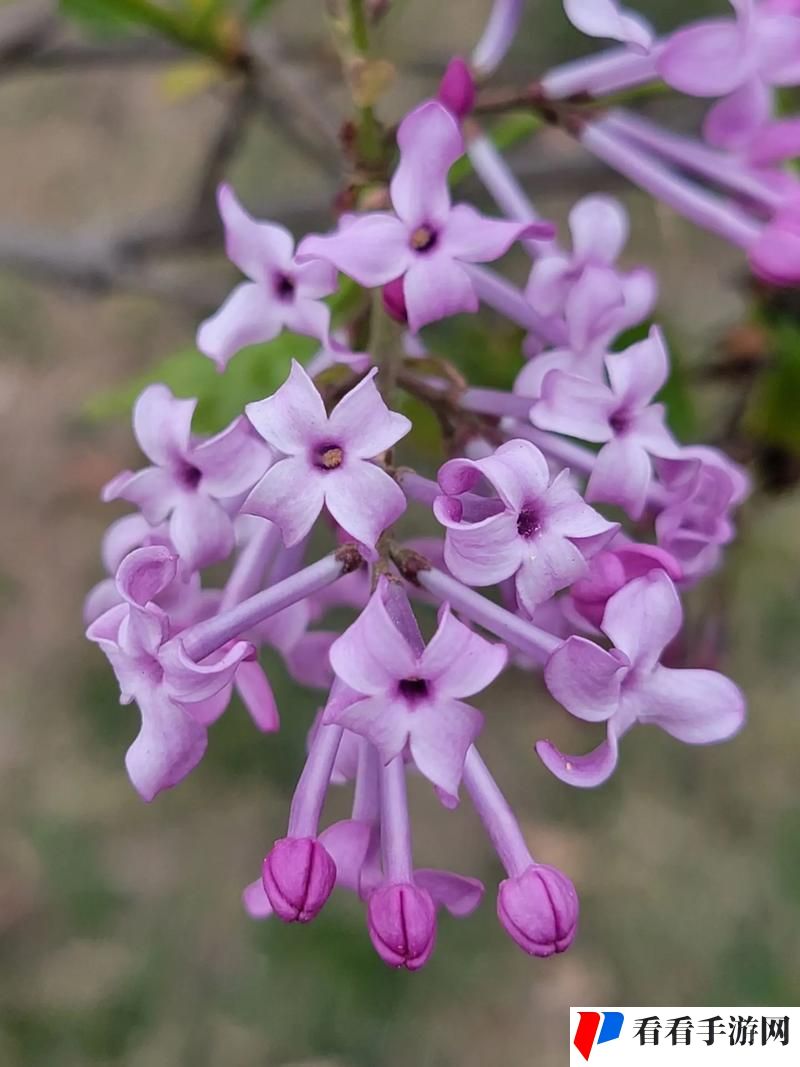 丁香花完整视频在线观看