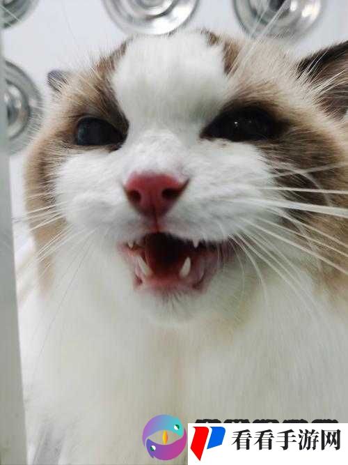 在洗澡时,BBwBBwBBwBBW 毛引起了我的注意