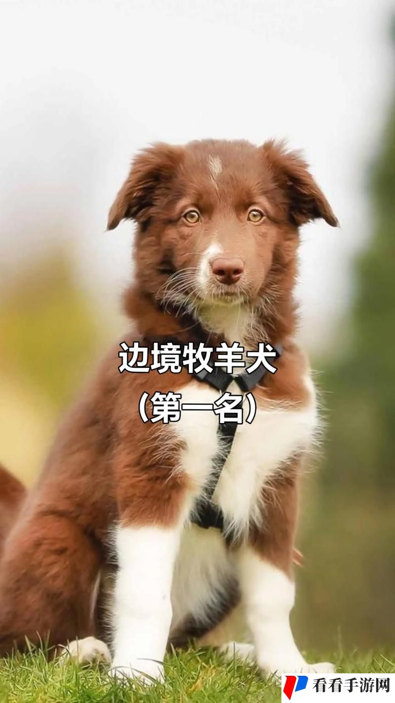 日本mindup狗与人类狗的区别